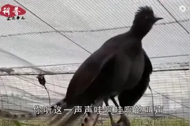 世界口技最强的鸟，会模仿小孩的哭声，相似度达到100%视频封面