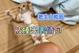 小猫老是咬主人，被主人揍出表情包😂😂表情太搞笑了视频封面