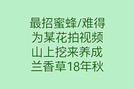 最招蜜蜂，难得为某花拍视频，山上挖来养成，兰香草18年秋视频封面