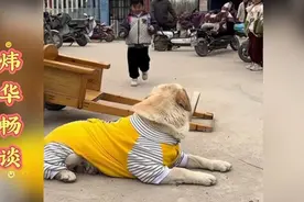 一只拉不拉多，因为每天都来接小主人放学，成了网红狗