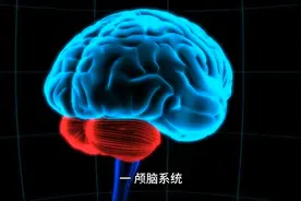 两分钟带你了解人体器官结构