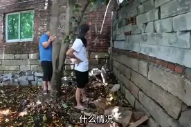 墙角发现一窝野生蜂，想不到是粪蜜蜜，吓的赶紧去割蜂箱蜜！【莆