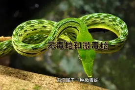 盘点我国十六种无毒蛇和微毒蛇，你见过几种