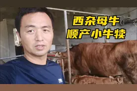自繁西杂母牛品种改良，顺产一头小牛犊，大家觉得怎么样？视频封面