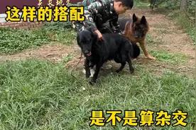 德牧这样搭配，有人认为是串子杂交，但是龙飞确说协会允许繁殖。