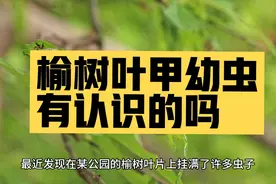 #园林植保 #病虫害防治 #分享植保小知识 #榆树 #叶甲视频封面