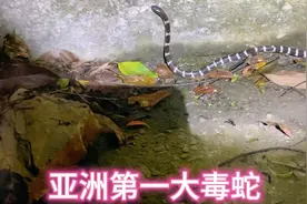 亚洲第一大毒蛇～银环蛇！银环蛇夜间又出来活动了！