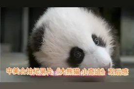 中美合拍纪录片《大熊猫 小奇迹》观后感视频封面