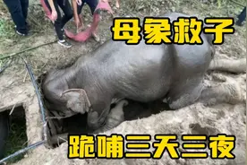 小象被困深坑，母象舍命跪哺！万物有灵，母爱真的很伟大视频封面