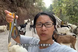 坡姐用这方法给小羊绝育，简单又方便