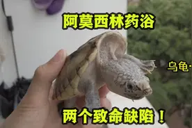 阿莫西林药浴根本就治不了乌龟肺炎，反而成为了推荐药物的首选！