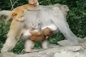小猴子认错妈妈了视频封面