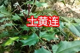 土黄连，一种生长在灌丛中的中药材，你认识吗