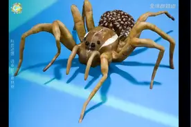 当蜘蛛被踩爆后意想不到的一幕出现了-涨知识-科普-科普一下