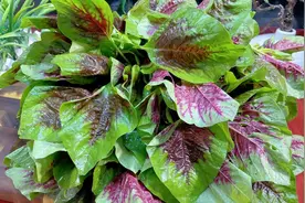 炒苋菜，千万不要用油炒，大厨教你一招，滑嫩营养更鲜更好吃