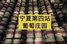 原来酿酒葡萄与鲜食葡萄有这么大区别，来贺兰山葡萄种植园看看吧视频封面