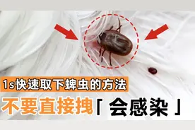 狗狗蜱虫感染不要怕，宠物医生教你1秒钟取下蜱虫的好方法视频封面