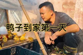 102只公鸭苗到家第一天，教它如何喝水吃料，这方法对吗？