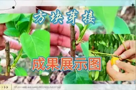 用自制工具，方块芽接嫁接的果树，成活展示图视频封面