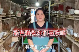 好多人喜欢的彩色獭兔，皮肉兼用 养殖效益高视频封面