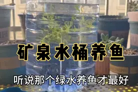 我也来试试网上超火的矿泉水桶养鱼，不过滤不打氧，能养好鱼吗？