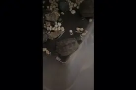 家人们我的大巴西龟不知道上哪去了。视频封面