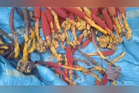 补肾壮阳的药材：回春草，顶天柱……