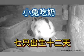 小兔被妈妈深埋地下，为什么不会憋死？权威专家给出了正确解释