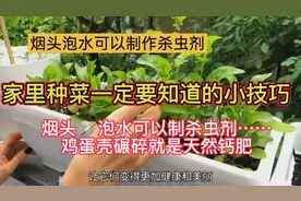 家里种菜一定要知道的小技巧：烟头泡水可以制作杀虫剂视频封面