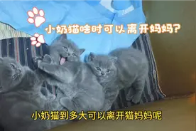 小奶猫什么时候可以离开猫妈妈呢？一般正常来说2月左右时猫妈妈视频封面