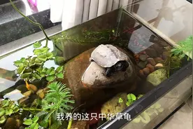 中华草龟，不贵的本土乌龟，胆小但可爱
