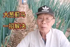 大葱叶片上长白点，用上这一招轻松解决，简单实用安全又省钱。