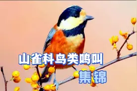盘点18种雀形目山雀科鸟类鸣叫，哪种最受欢迎