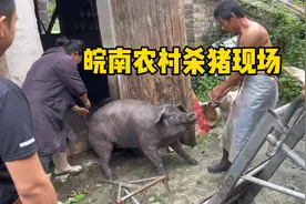 农村杀猪师傅一天工资2000元比好多打工人工资高多了，一天杀10猪视频封面