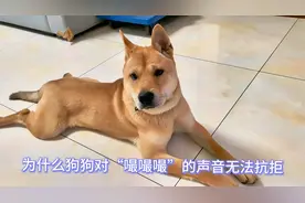 为什么只要你发出“嘬嘬嘬”的声音，狗狗就摇头摆尾朝你奔跑而来