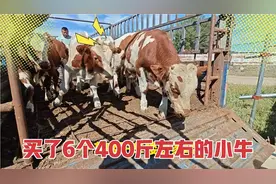 400斤左右的育肥小公牛现在到底啥价？合多少钱一斤？视频封面
