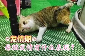 母猫发情有什么表现？家猫发情期有什么表现？中华田园三花猫