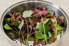 紫苏放锅里蒸一蒸，老一辈的做法