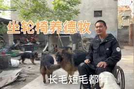 坐轮椅11年，养几只德牧挣个零花钱，这一窝一次生12只