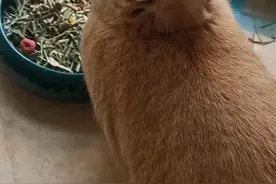 兔子的尾巴有多长