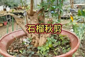 秋季石榴怎样修剪明年才能挂果更多？