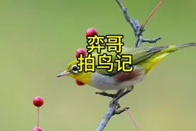 野外观鸟之发现绣眼鸟
