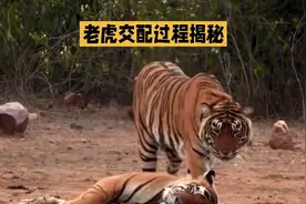老虎婚配过程揭秘