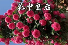 绿化带里的月季花，它可是医生手中良药