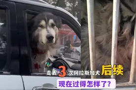 “狗市”走丢的阿拉斯加犬“后续”，它的求生欲发出的妈妈救救我视频封面