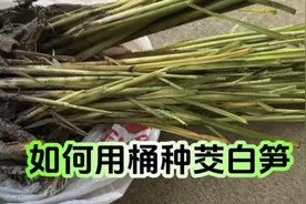 纯干货，手把手教你在家种茭白笋。