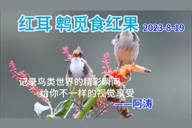 红耳鹎！喜欢吃红果子的小鸟！