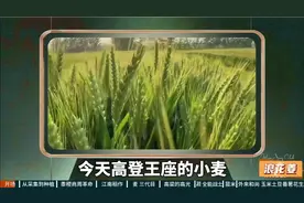 中国古人都吃什么饭，一期带你看懂华夏主食的变迁史！视频封面