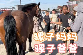 1600斤重型骒马怀了骡子，要价50000，人们惊叹大叫驴块头？