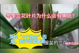 冬季兰花叶片为什么会有黑斑？发现“4个致命”因素，赶紧看看视频封面